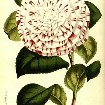 Aperçu de l'œuvre Flore des serres et des... de Rodeoclash