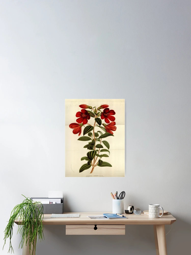 Thumbnail 2 von 3, Poster, Flore des serres et des... designt und verkauft von Rodeoclash.
