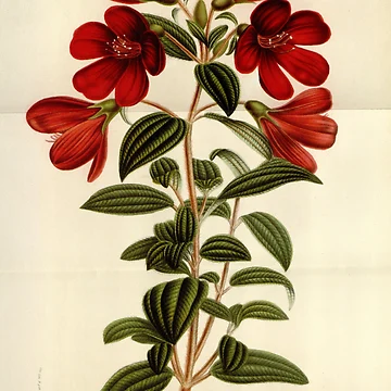 Vorschaubild zum Design Flore des serres et des... von Rodeoclash
