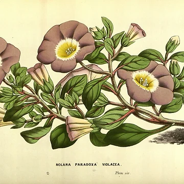 Aperçu de l'œuvre Flore des serres et des... de Rodeoclash
