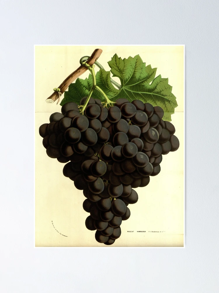 Aperçu 1 sur 3. Poster avec l'œuvre Flore des serres et des... créée et vendue par Rodeoclash.