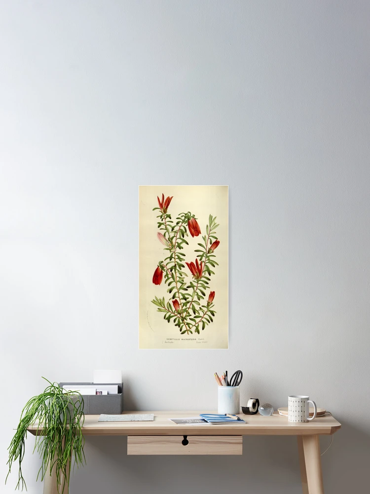 Imagen 2 de 3, Póster con la obra Flore des serres et des..., diseñada y vendida por Rodeoclash.