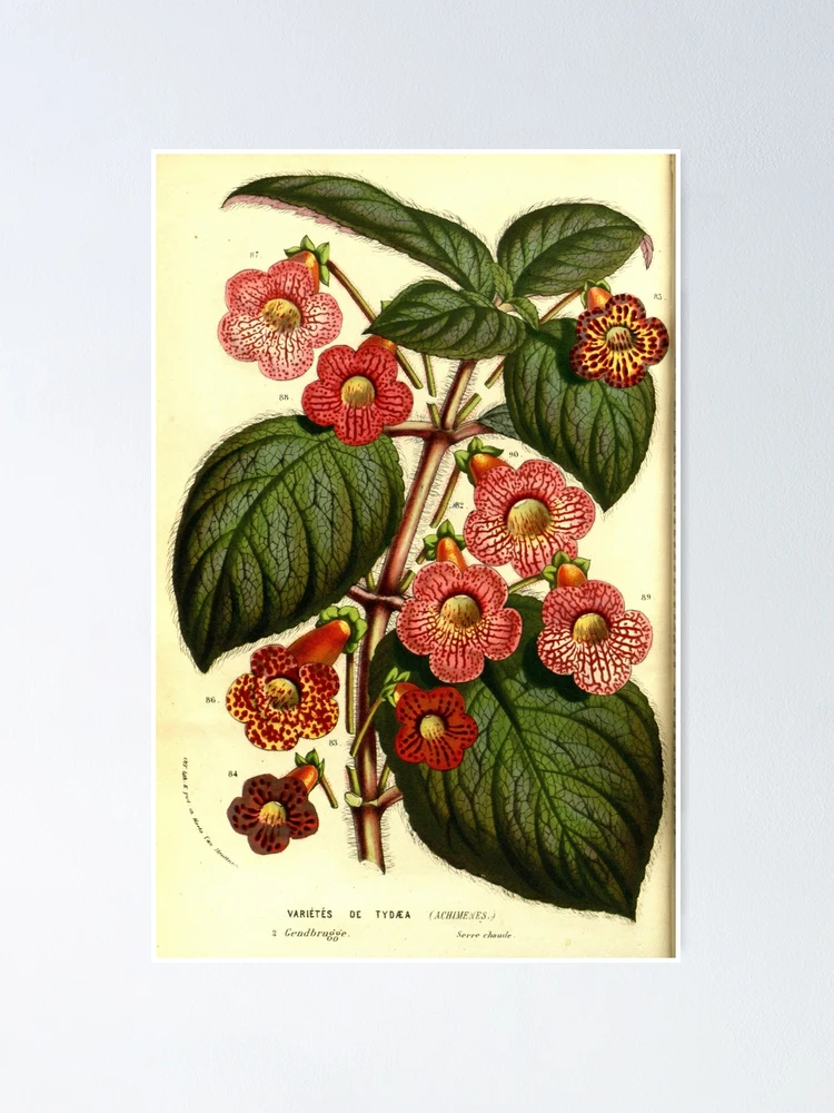 Aperçu 1 sur 3. Poster avec l'œuvre Flore des serres et des... créée et vendue par Rodeoclash.
