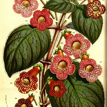Aperçu de l'œuvre Flore des serres et des... de Rodeoclash