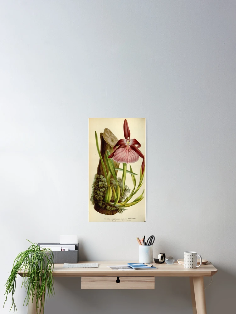 Imagen 2 de 3, Póster con la obra Flore des serres et des..., diseñada y vendida por Rodeoclash.