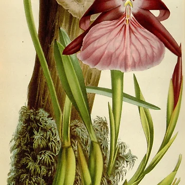 Imagen de la obra Flore des serres et des... de Rodeoclash