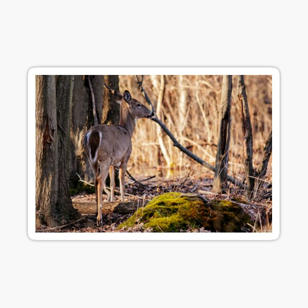Doe, a Deer a Female Deer Sticker
