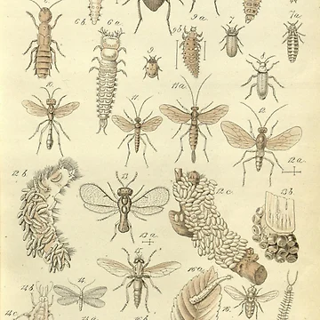 Imagen de la obra Flore des serres et des... de Rodeoclash