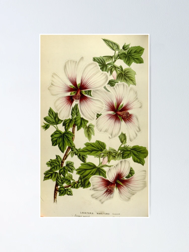 Thumbnail 1 von 3, Poster, Flore des serres et des... designt und verkauft von Rodeoclash.