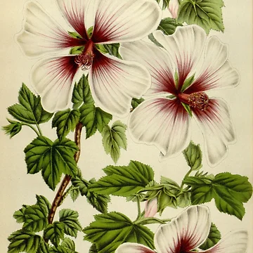 Vorschaubild zum Design Flore des serres et des... von Rodeoclash