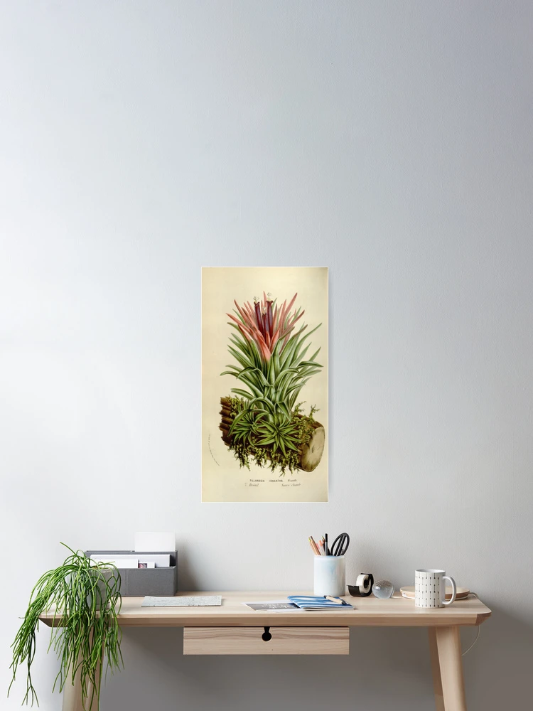 Thumbnail 2 von 3, Poster, Flore des serres et des... designt und verkauft von Rodeoclash.