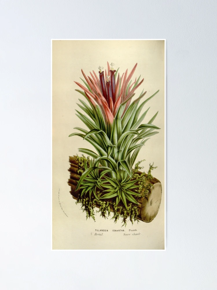 Thumbnail 1 von 3, Poster, Flore des serres et des... designt und verkauft von Rodeoclash.