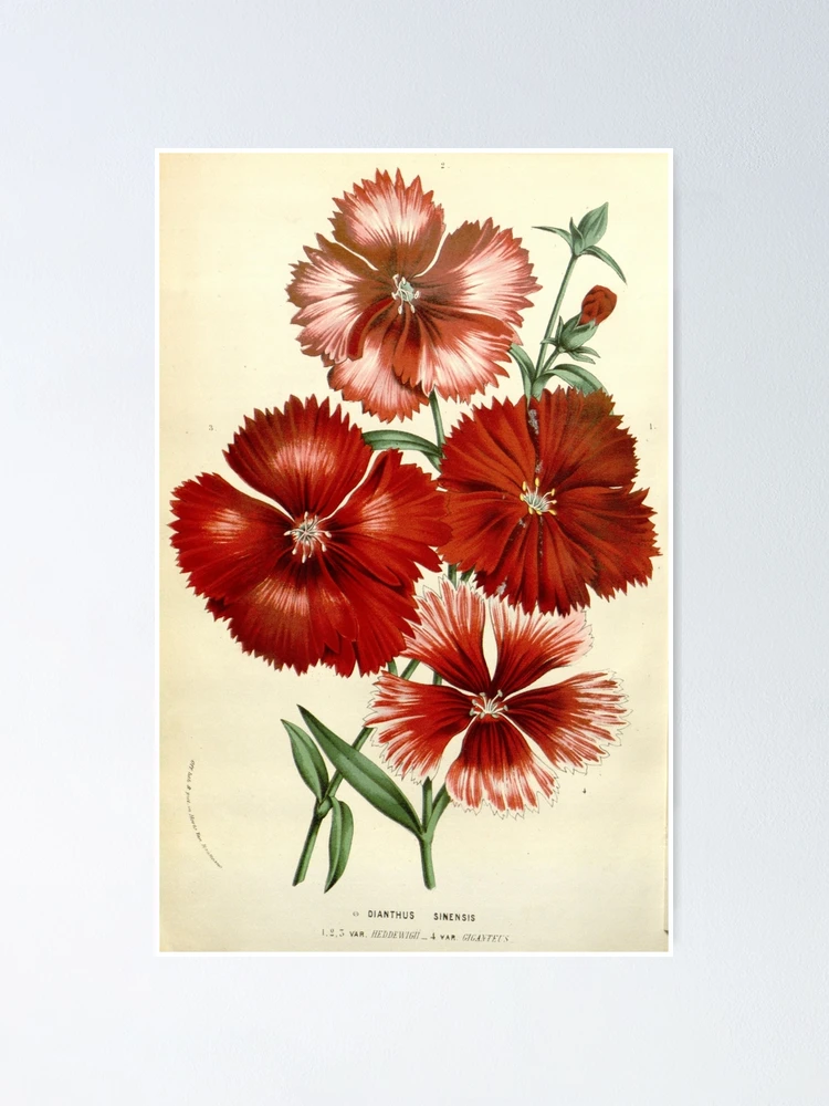 Thumbnail 1 von 3, Poster, Flore des serres et des... designt und verkauft von Rodeoclash.