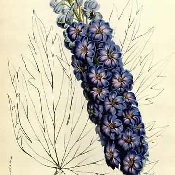 Imagen de la obra Flore des serres et des... de Rodeoclash