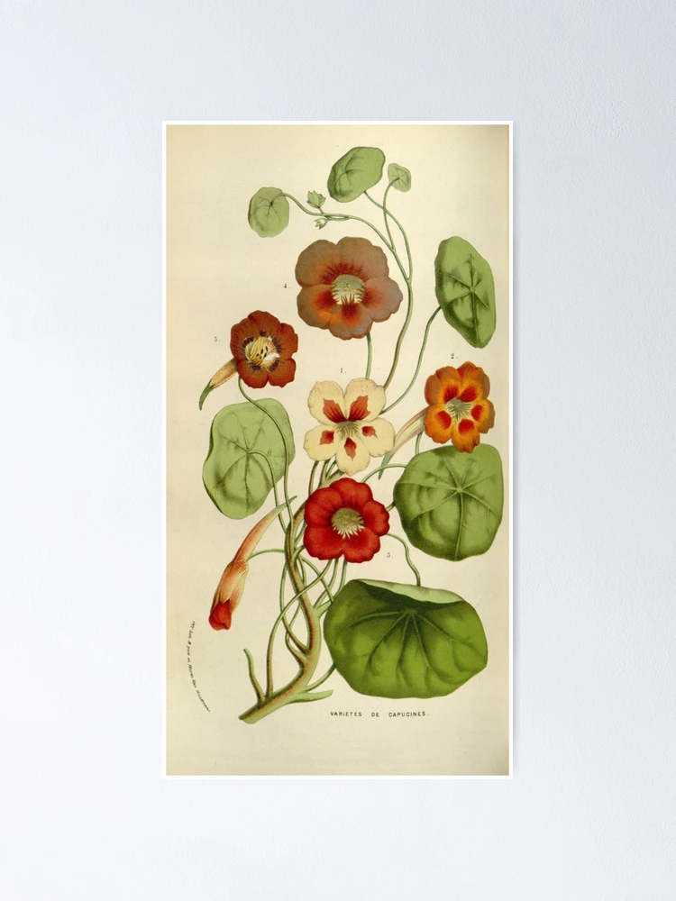 Thumbnail 1 von 3, Poster, Flore des serres et des... designt und verkauft von Rodeoclash.