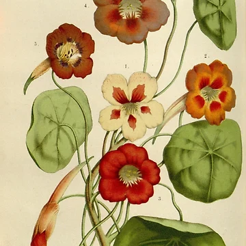 Vorschaubild zum Design Flore des serres et des... von Rodeoclash