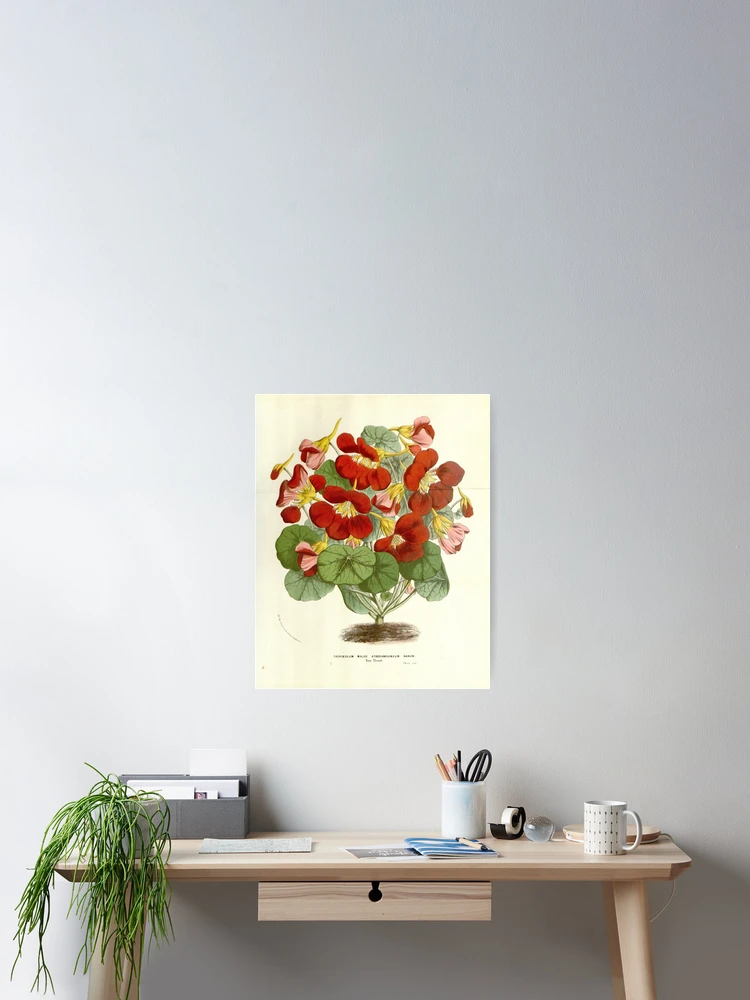 Thumbnail 2 von 3, Poster, Flore des serres et des... designt und verkauft von Rodeoclash.