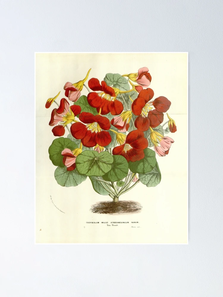 Thumbnail 1 von 3, Poster, Flore des serres et des... designt und verkauft von Rodeoclash.