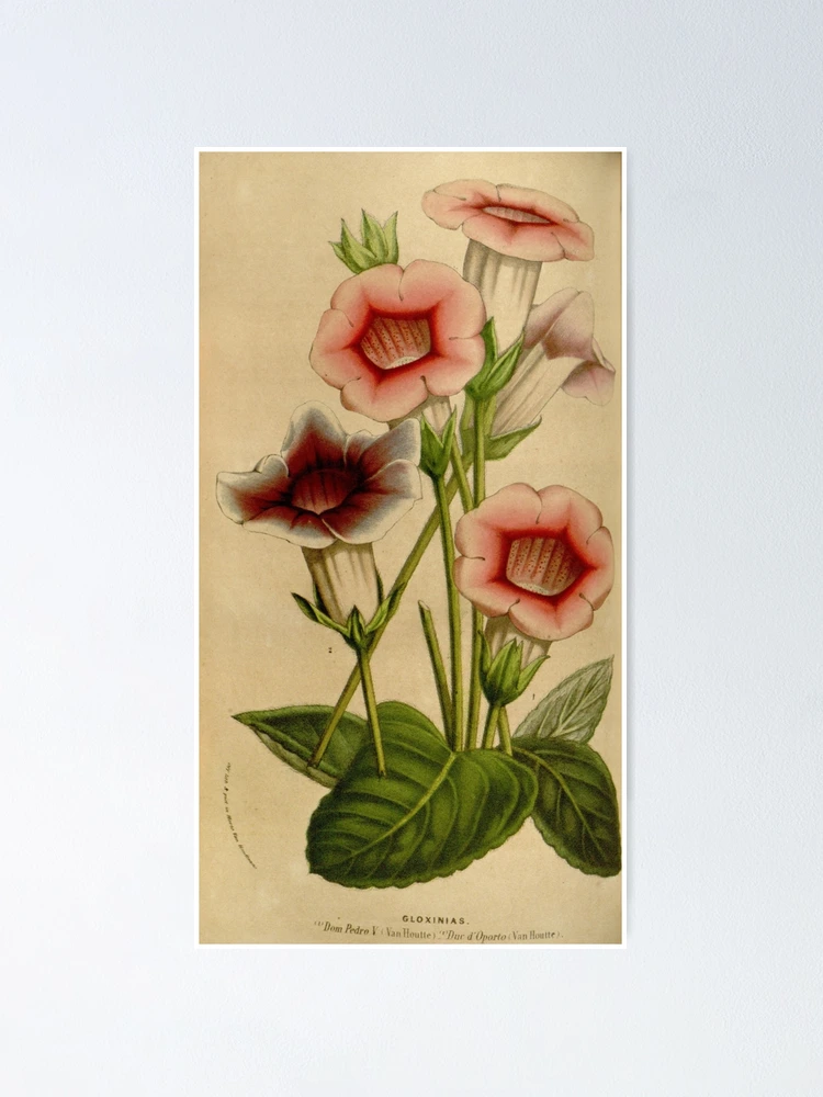 Thumbnail 1 von 3, Poster, Flore des serres et des... designt und verkauft von Rodeoclash.