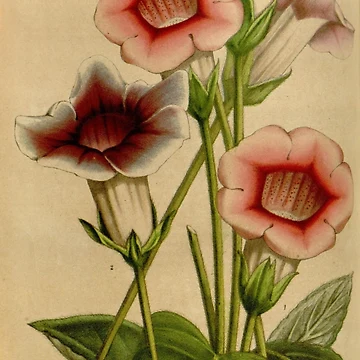 Vorschaubild zum Design Flore des serres et des... von Rodeoclash
