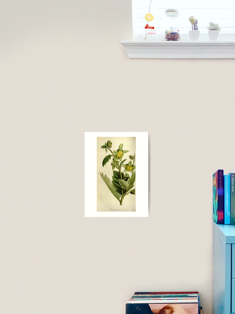Thumbnail 2 von 3, Kunstdruck, Flore des serres et des... designt und verkauft von Rodeoclash.
