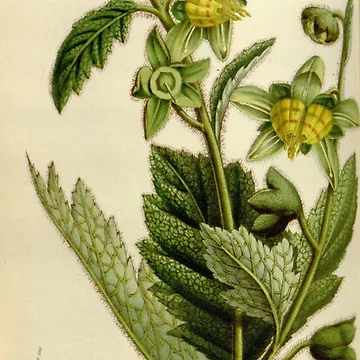 Vorschaubild zum Design Flore des serres et des... von Rodeoclash