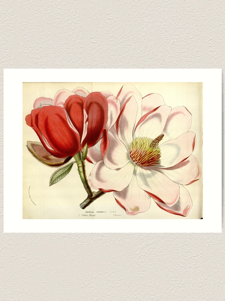 Thumbnail 1 von 3, Kunstdruck, Flore des serres et des... designt und verkauft von Rodeoclash.