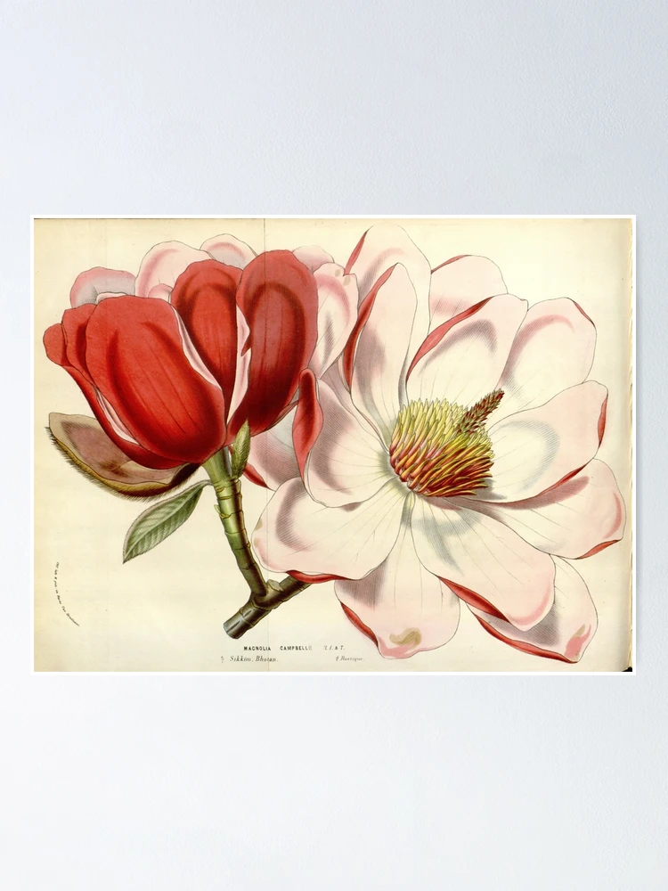 Thumbnail 1 von 3, Poster, Flore des serres et des... designt und verkauft von Rodeoclash.