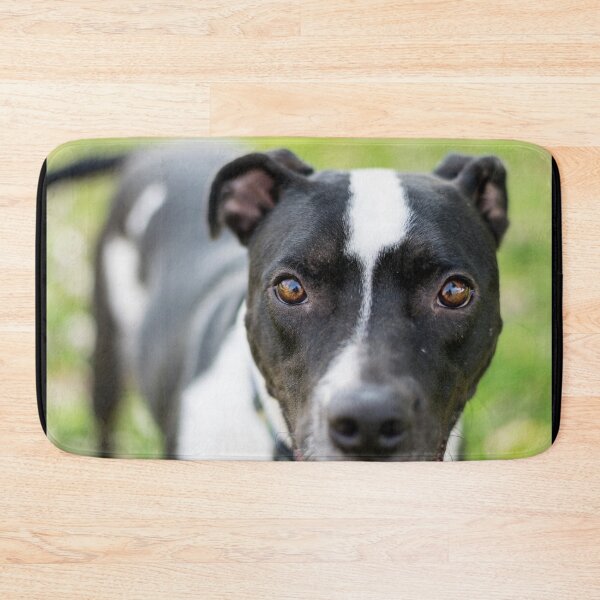 Item preview, Closeup of black and white dog designed and sold by Stretch Clendennen.