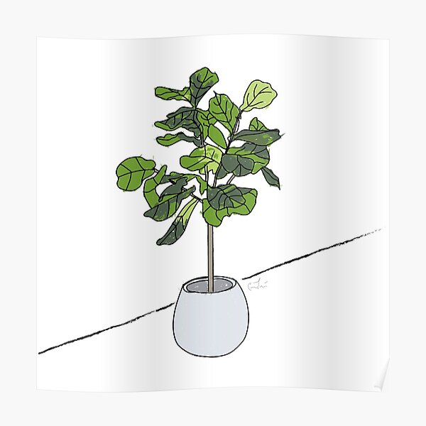 Fig Tree Poster