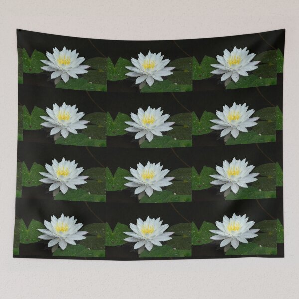 Item preview, Single while Water Lily on black background designed and sold by Stretch Clendennen.