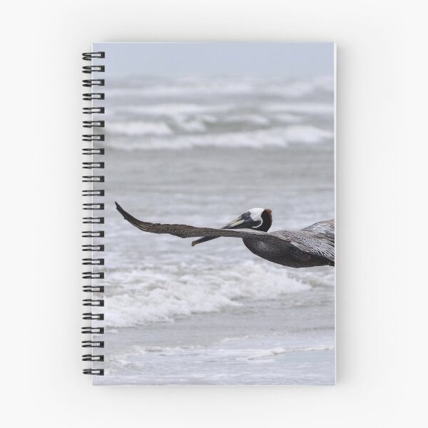 Item preview, Pelícano pardo con las alas extendidas volando sobre una playa designed and sold by Stretch Clendennen.