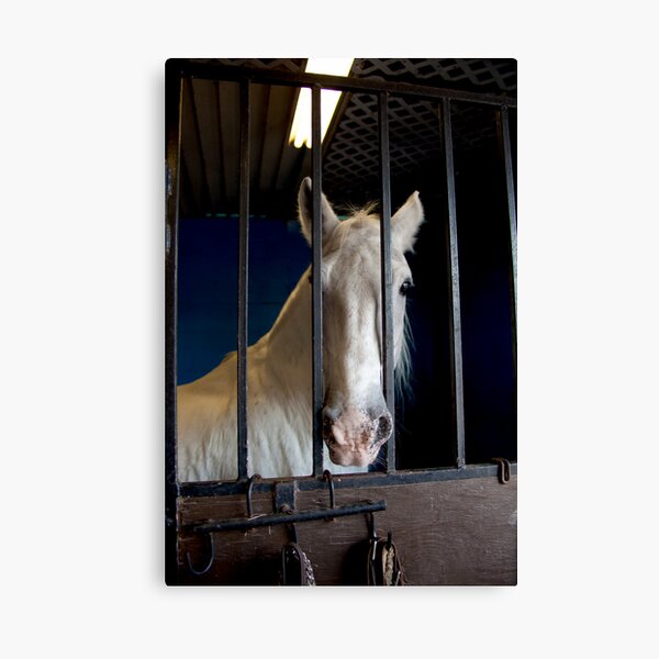 Lipizzaner Mare Canvas Print