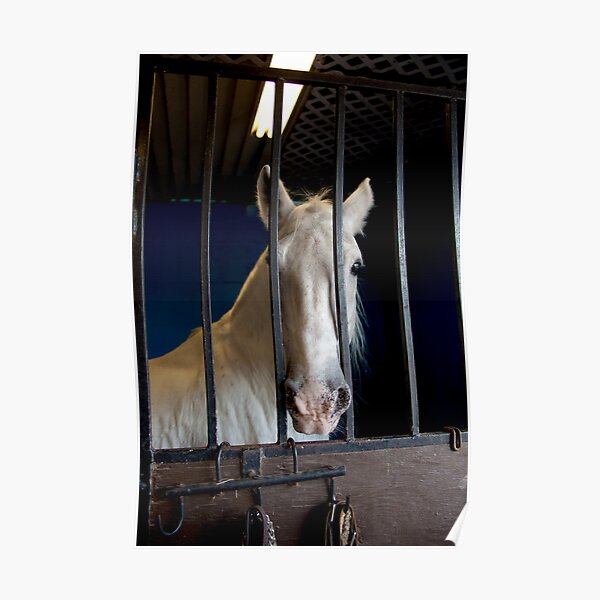 Lipizzaner Mare Poster