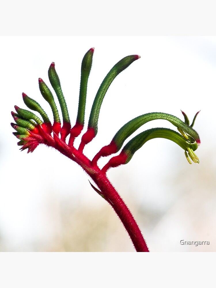 Kangaroo paw I by Gnangarra