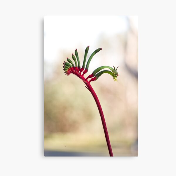 Yonga ma Canvas Print