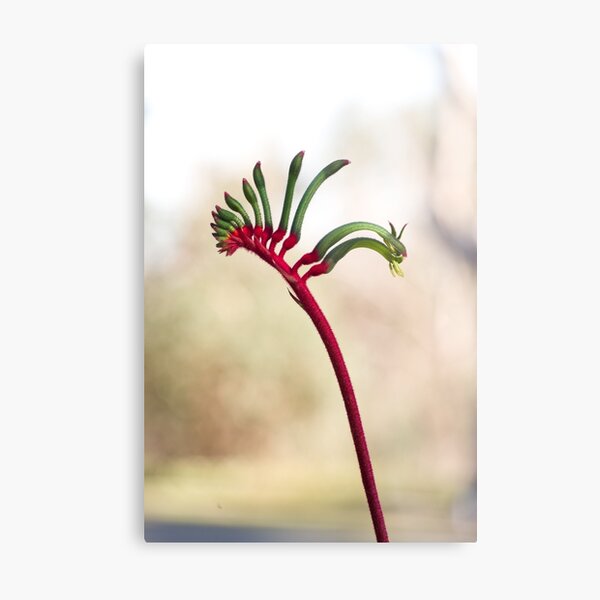 Yonga ma Metal Print