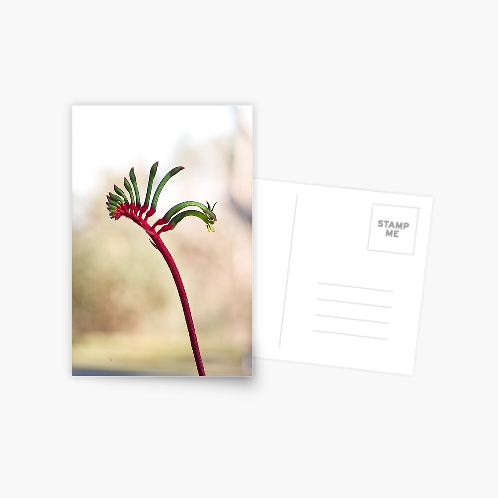 Yonga ma Postcard