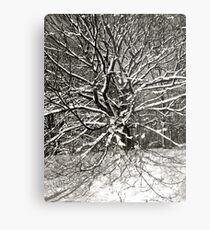 The tree of the knowledge of good and evil., ## Etz haDaat tov V'ra. ## ץ הַדַּעַת טוֹב וָרָע ## Magical' tree in the story of the Garden of Eden. Merry Christmas and Happy New Year 2013 ! Metal Print