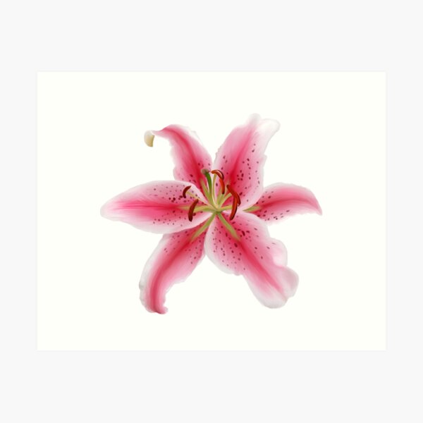 Artikel-Vorschau von Stargazer Lily, designt und verkauft von MossyMemory.