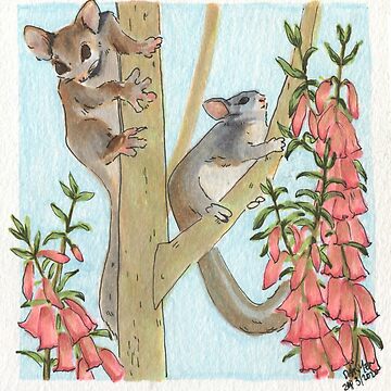 Artwork thumbnail, Leadbeater's Possums & Common Pink Heath by ddanyen