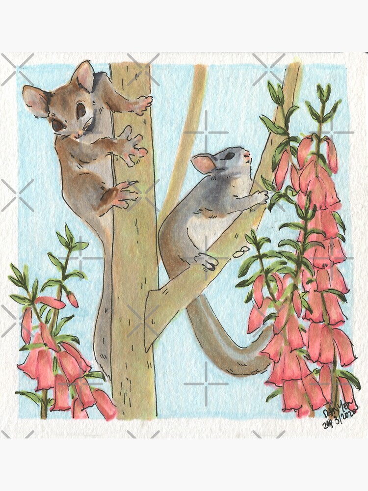 Thumbnail 3 of 3, Sticker, Leadbeater's Possums & Common Pink Heath designed and sold by ddanyen.