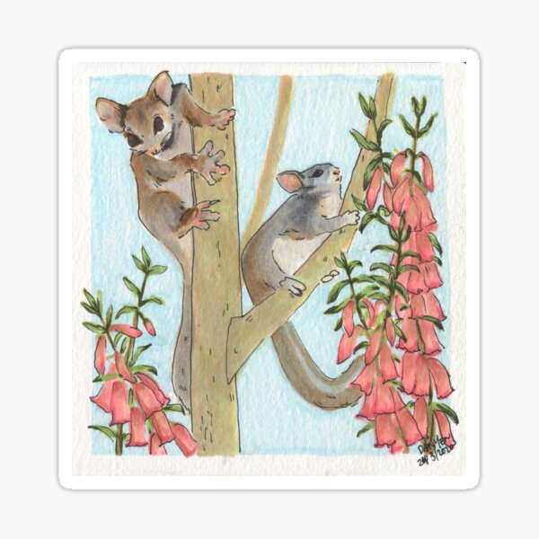 Leadbeater's Possums & Common Pink Heath Sticker