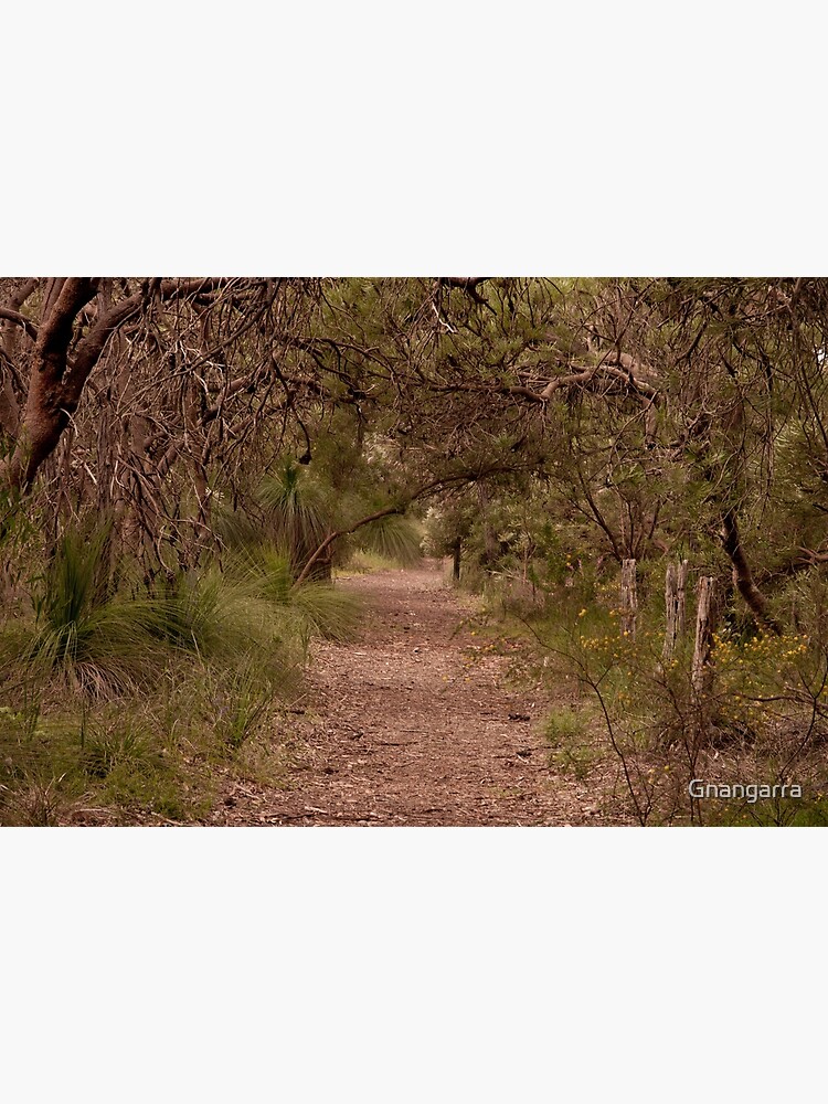 Banksia grove by Gnangarra