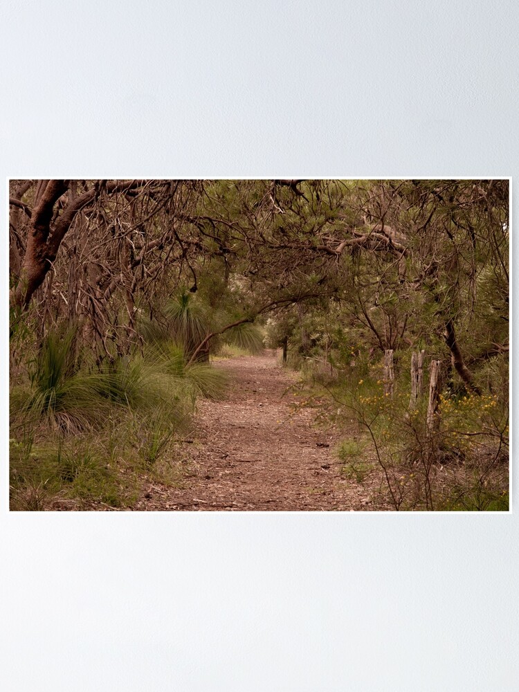 Alternate view of Banksia grove Poster
