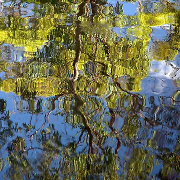 Artwork thumbnail, Reflection Abstract Tree by Robyn Forbes