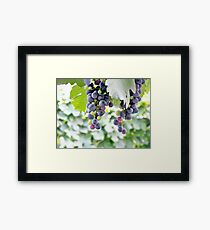 Grapes on the Vine Framed Print