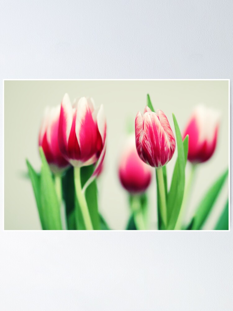 Imagen 1 de 3, Póster con la obra Tulips, diseñada y vendida por smilyjay.