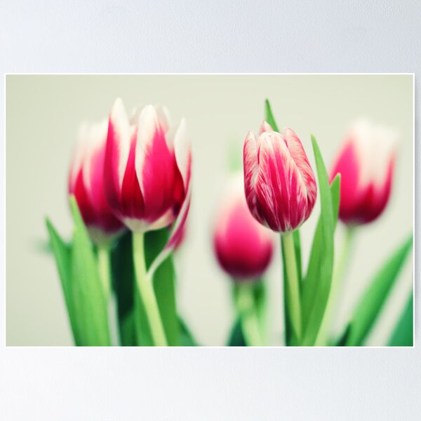 Item preview, Tulips designed and sold by Jeanette Dobrindt.