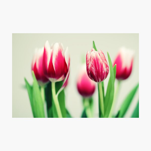 Item preview, Tulips designed and sold by Jeanette Dobrindt.